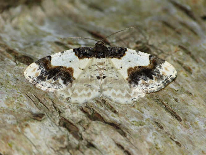Ligdia adustata &copy; BARBIER Simon