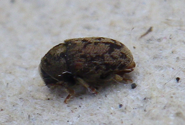 Hylesinus varius &copy; HALLART Guénael