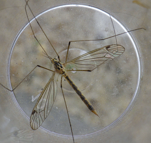 Femelle de Nephrotoma dorsalis &copy; HALLART Guénael