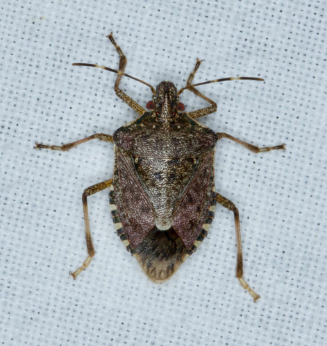 Halyomorpha halys adulte &copy; BOYS Denis