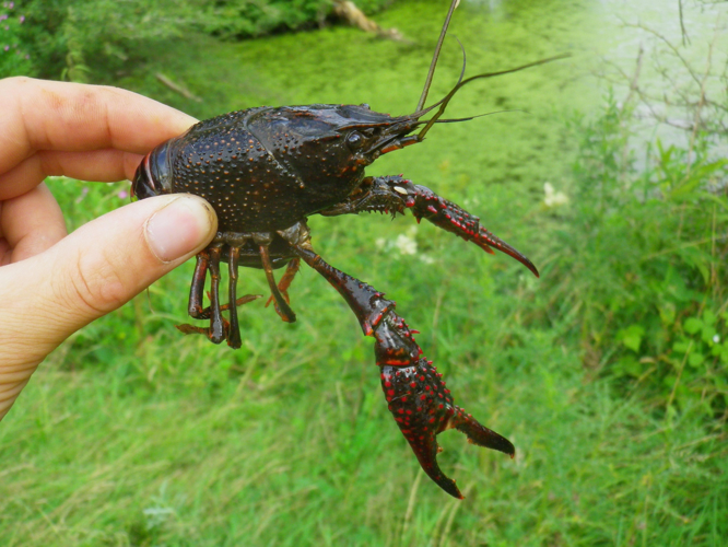 Ecrevisse de Louisiane, Marly-Gomont &copy; HALLART Guénael