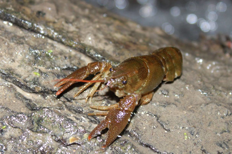 Ecrivesse à pattes blanches, La Bouteille 2018 &copy; HALLART Guénael