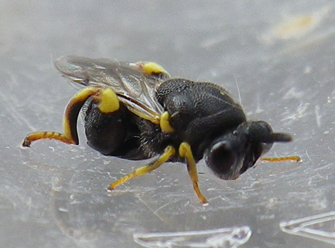 Brachymeria tibialis &copy; HALLART Guénael