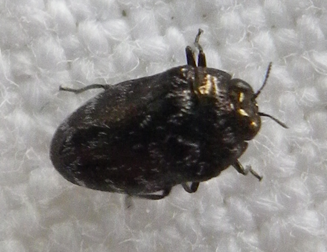 Trachys minutus &copy; HALLART Guénael