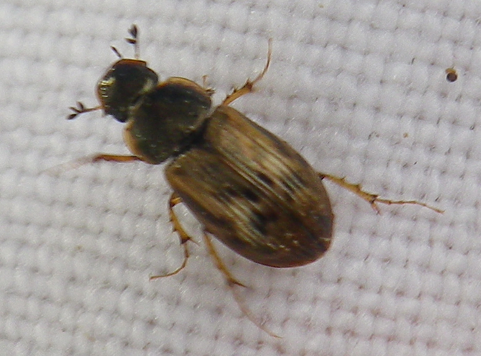 Nimbus obliteratus &copy; HALLART Guénael