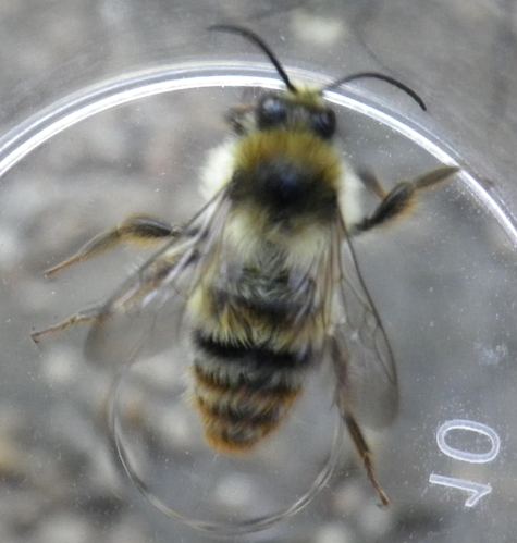 Bombus sylvarum adulte &copy; HALLART Guénael