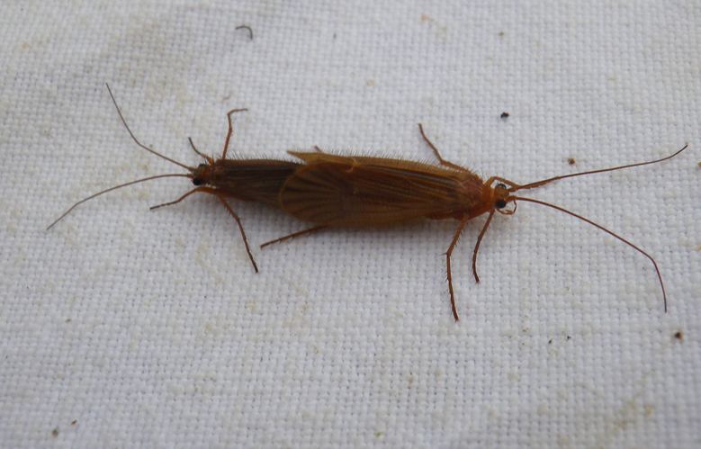 Couple de Chaetopteryx villosa &copy; HALLART Guénael