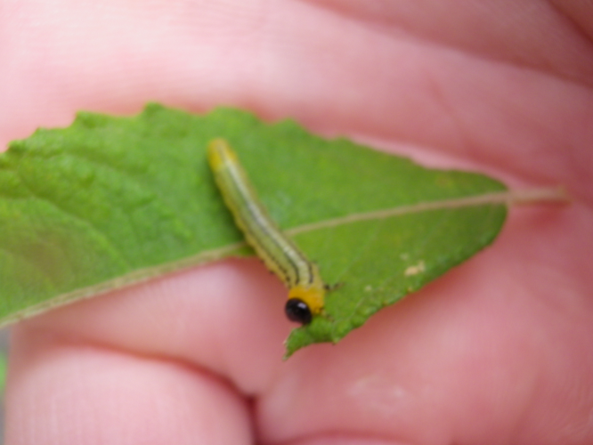 Larve d'Euura pavida &copy; HOUDELET Fabrice (CPIE des Pays de l'Aisne)