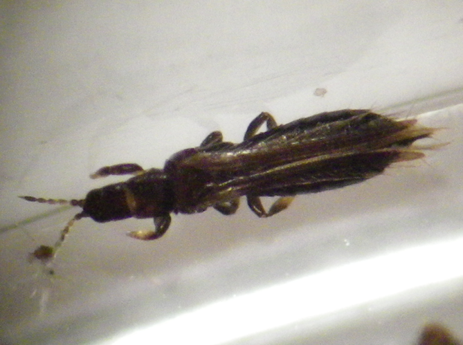 Limothrips cerealium &copy; HALLART Guénael