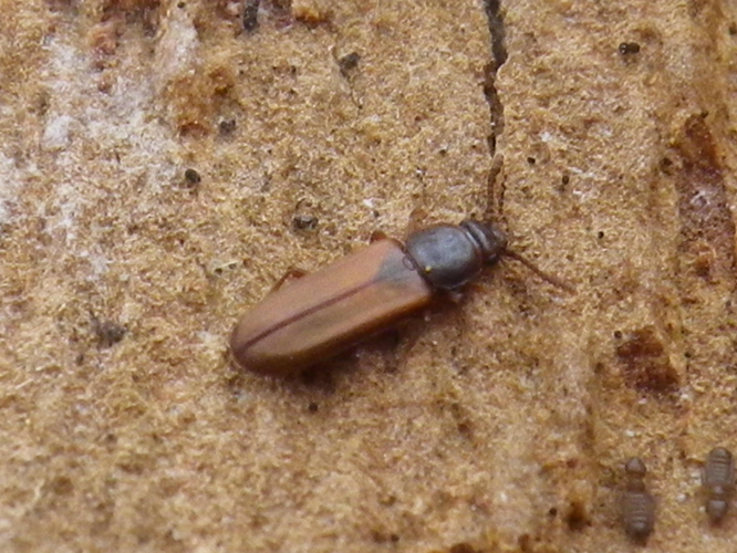 Pediacus dermestoides &copy; HALLART Guénael