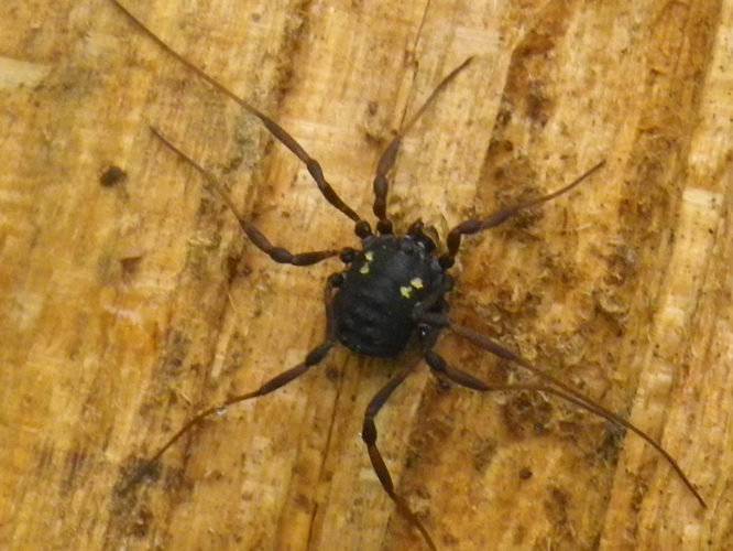 Paranemastoma quadripunctatum &copy; HALLART Guénael