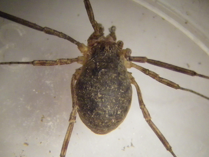 Oligolophus hanseni &copy; HALLART Guénael