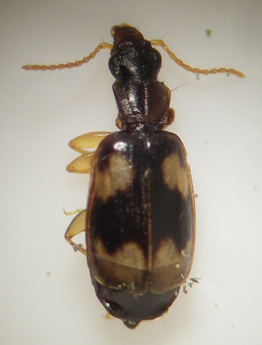 Calodromius bifasciatus &copy; HALLART Guénael