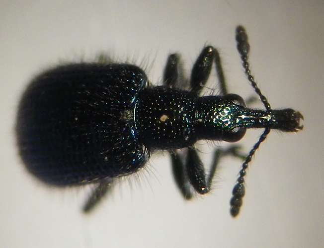 Involvulus caeruleus adulte trouvé sous écorce de platane &copy; HALLART Guénael