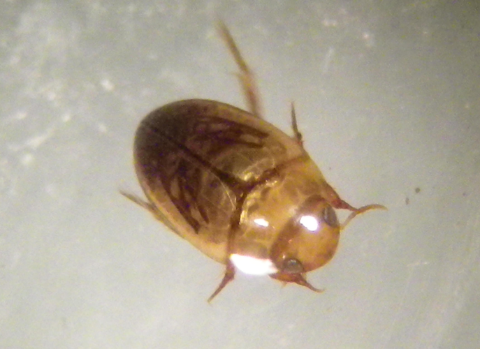 Noterus clavicornis &copy; HALLART Guénael