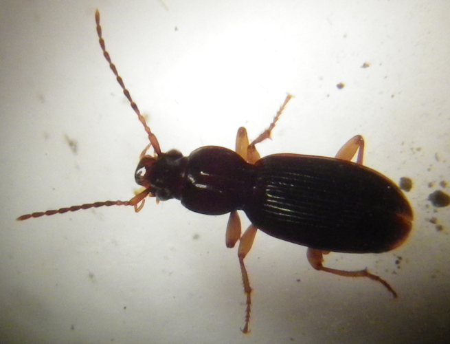 Stomis pumicatus &copy; HALLART Guénael