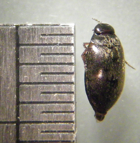 Hydroporus planus adulte &copy; HALLART Guénael