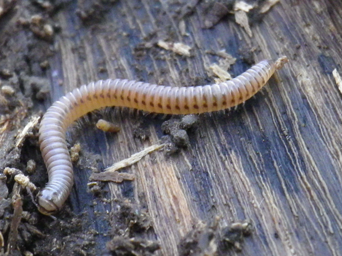 Cylindroiulus punctatus &copy; HALLART Guénael