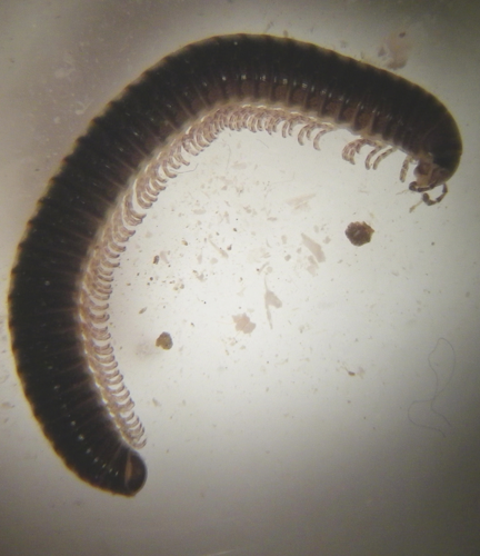 Cylindroiulus caeruleocinctus adulte &copy; HALLART Guénael