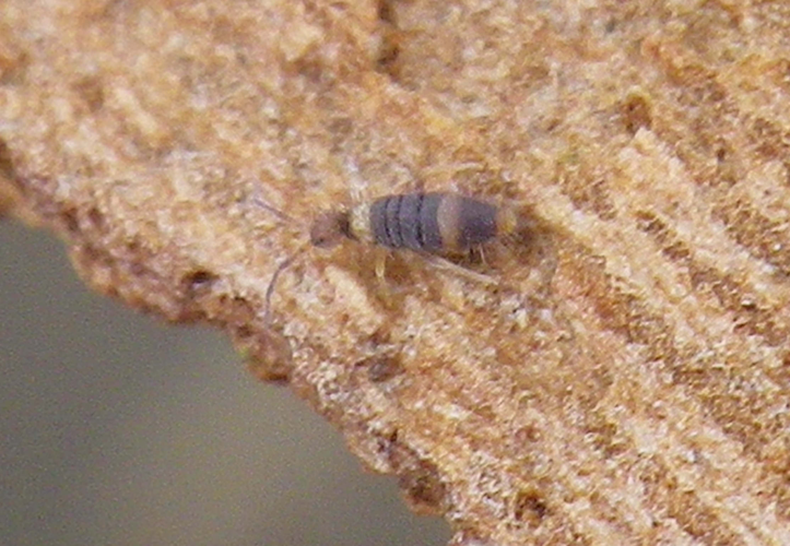 Entomobrya albocincta &copy; HALLART Guénael