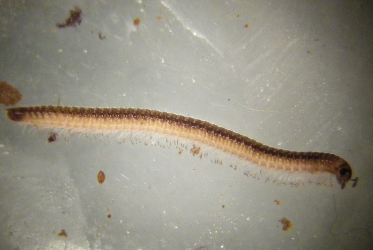 Leptoiulus belgicus &copy; HALLART Guénael