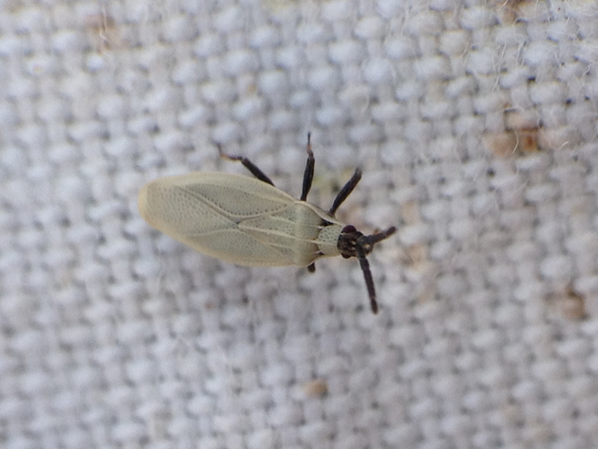 Catoplatus carthusianus adulte trouvée sur Panicaut &copy; TERRASSE Gilbert