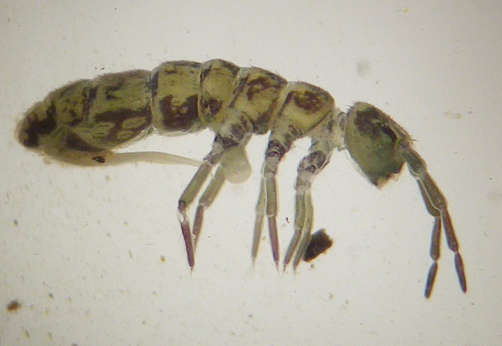 Isotomurus maculatus &copy; HALLART Guénael