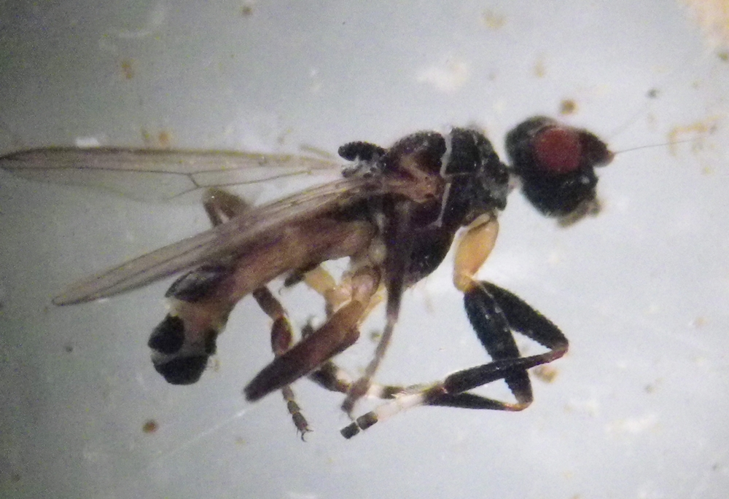 Sphaerocera monilis &copy; HALLART Guénael