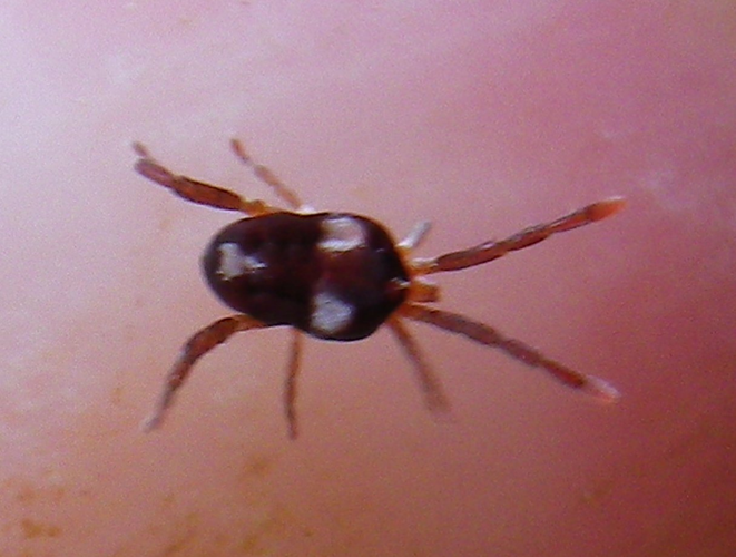 Leptus trimaculatus &copy; HALLART Guénael