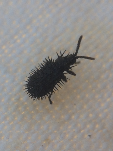 Hispa atra adulte &copy; TERRASSE Gilbert