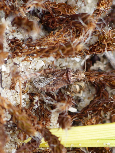 Arenocoris fallenii adulte &copy; BARBIER Simon