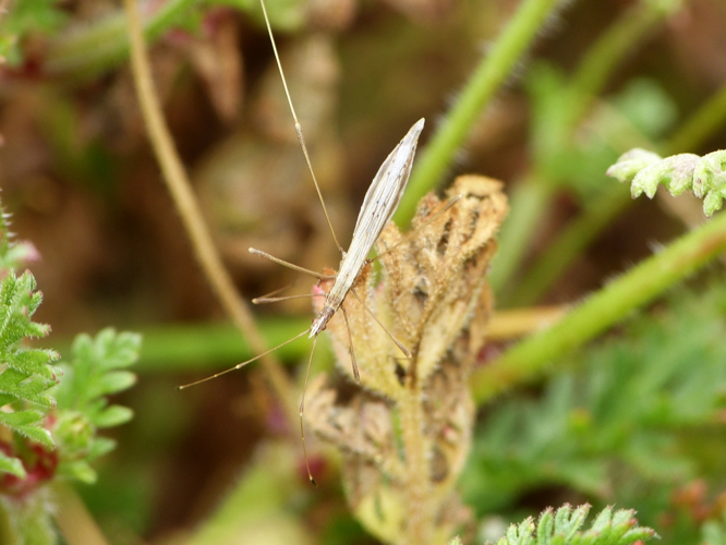 Neides tipularius adulte &copy; BARBIER Simon