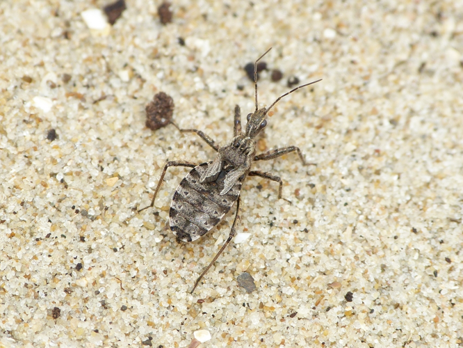 Coranus subapterus adulte &copy; BARBIER Simon