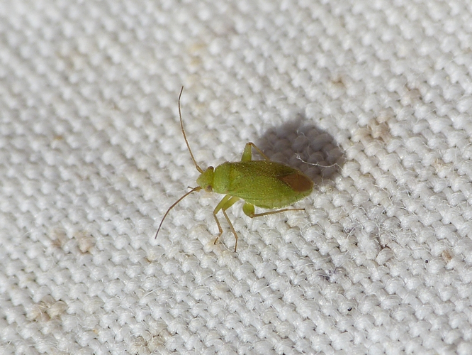 Orthotylus moncreaffi adulte &copy; BARBIER Simon