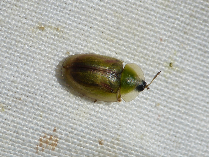 Cassida vittata adulte &copy; BARBIER Simon