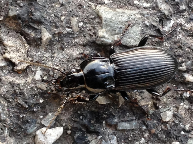 Laemostenus terricola adulte &copy; TERRASSE Gilbert