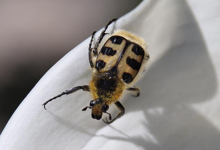 Trichie des roses adulte &copy; COLINDRE Laurent