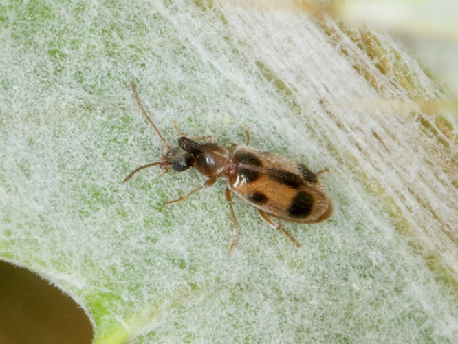 Notoxus monoceros adulte &copy; BOYS Denis