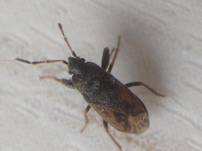 Megalonotus sabulicola adulte &copy; TERRASSE Gilbert