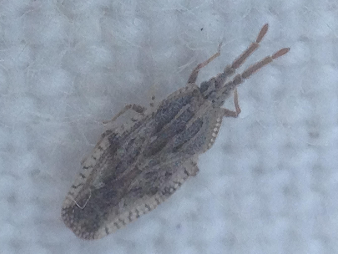 Tingis crispata adulte &copy; TERRASSE Gilbert