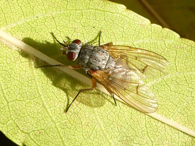 Helina impuncta adulte &copy; BUCAILLE Denis