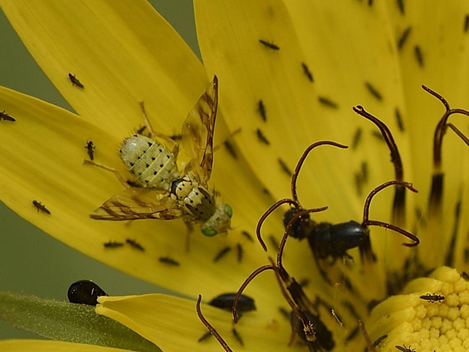 Orellia falcata adulte &copy; MATHOT William