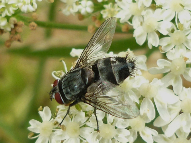 Sturmia bella adulte &copy; BUCAILLE Denis