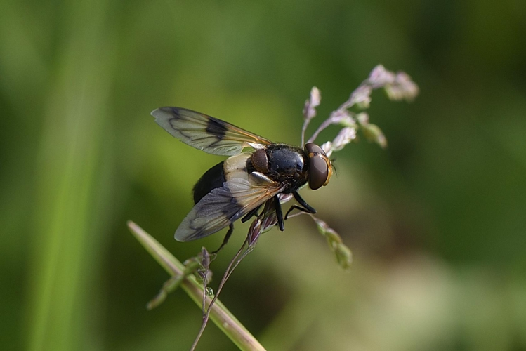Volucella pellucens adulte &copy; MATHOT William