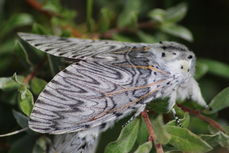 Cerura vinula adulte &copy; MONNET Sarah
