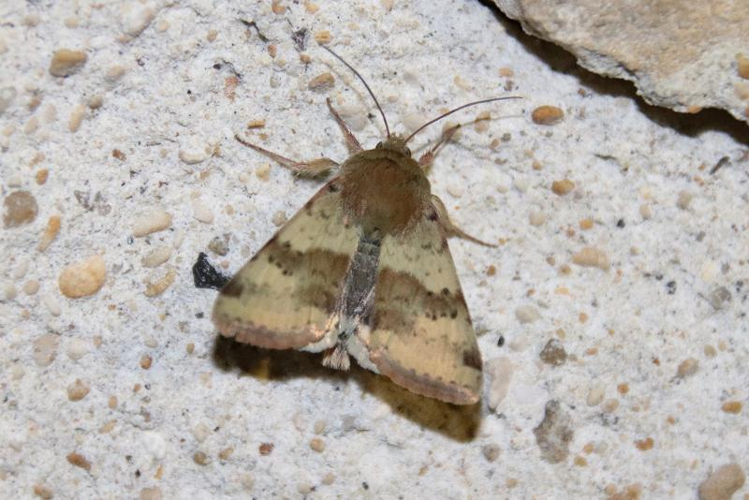 Heliothis viriplaca adulte &copy; COLINDRE Laurent