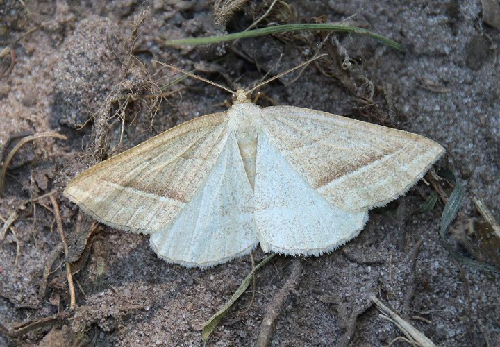 Petrophora chlorosata adulte &copy; COLINDRE Laurent