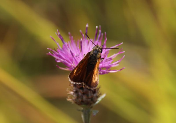 Thymelicus acteon adulte &copy; COLINDRE Laurent