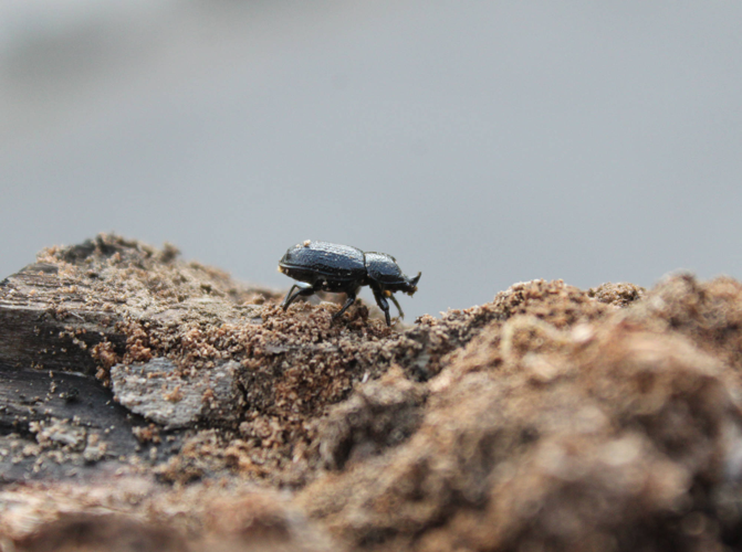 Sinodendron cylindricum &copy; HALLART Guénael
