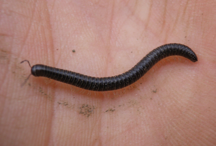 Tachypodoiulus niger &copy; HALLART Guénael